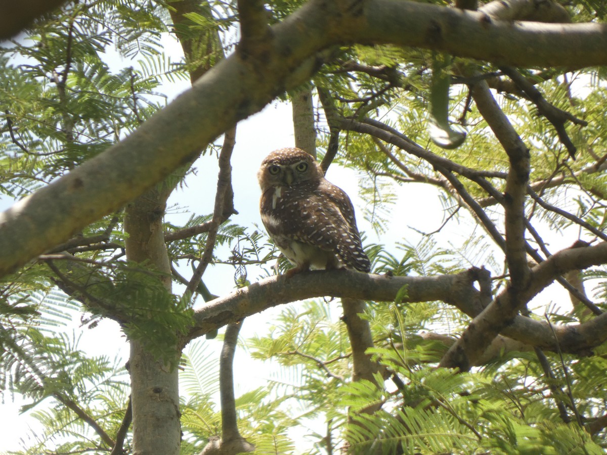 Pearl-spotted Owlet - ML642492043