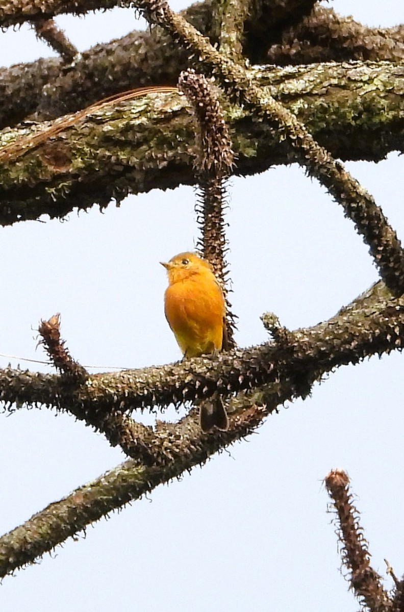 Tufted Flycatcher - ML642492096