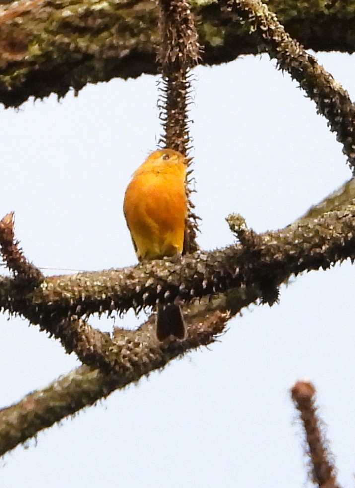 Tufted Flycatcher - ML642492097
