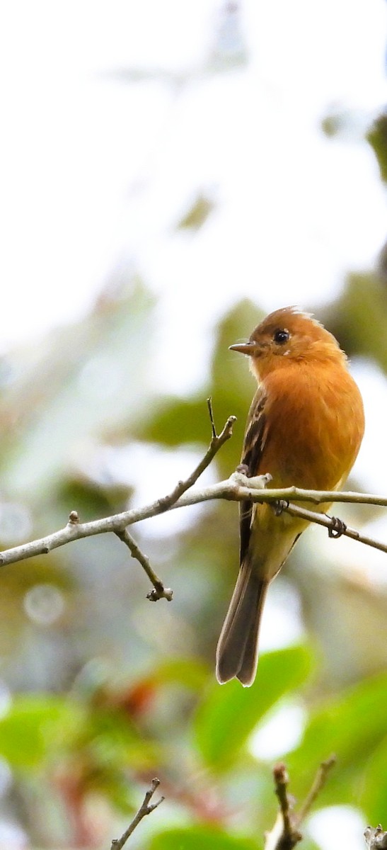 Tufted Flycatcher - ML642492098