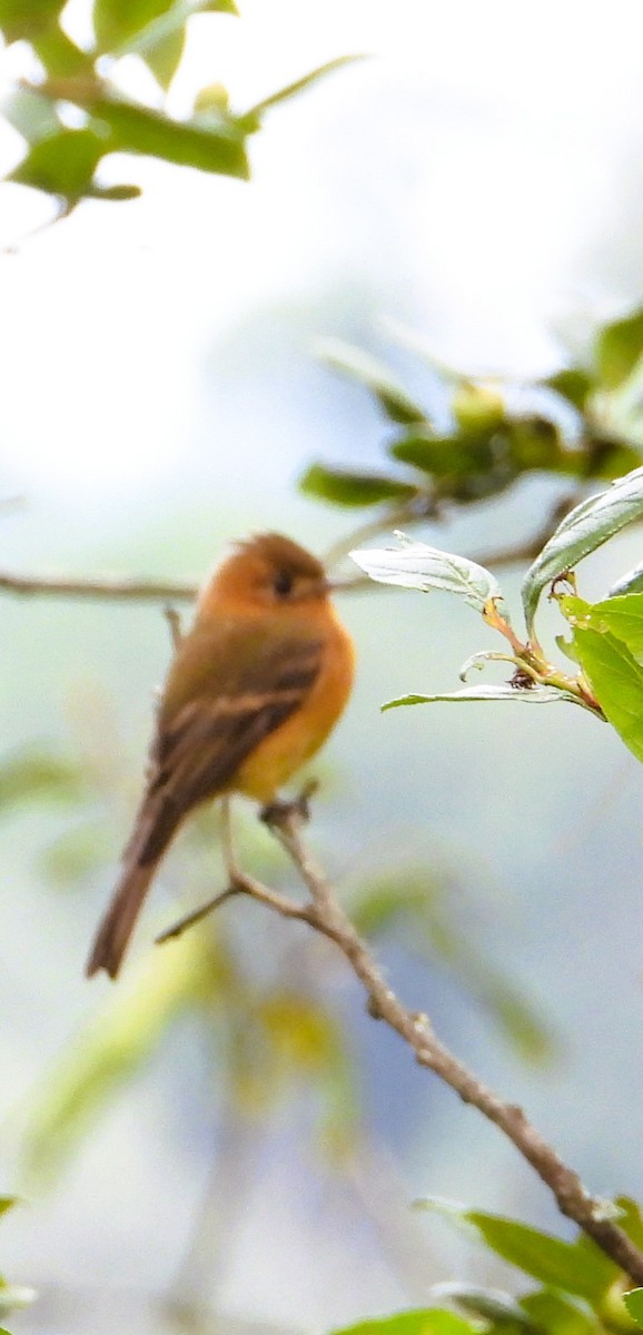 Tufted Flycatcher - ML642492099