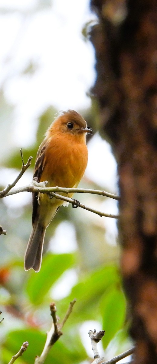 Tufted Flycatcher - ML642492100