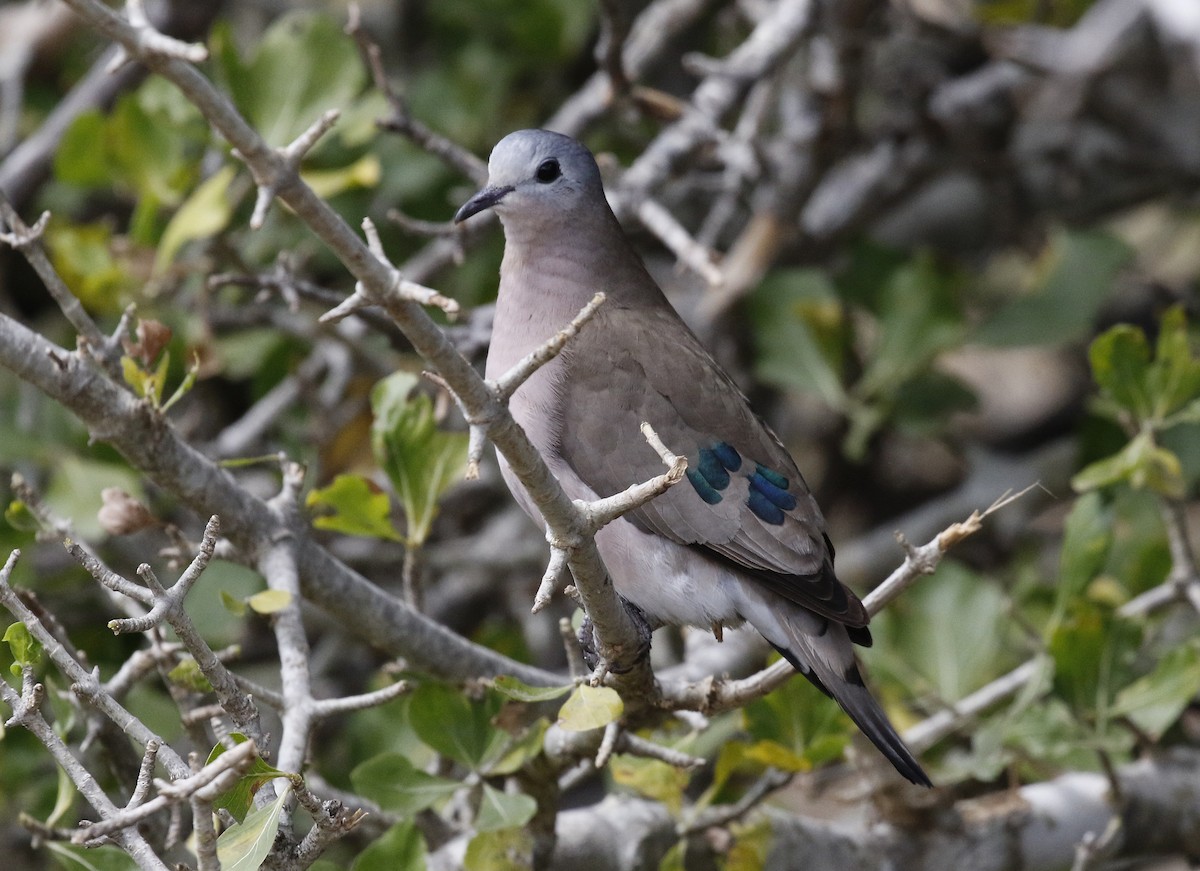 Emerald-spotted Wood-Dove - ML642492151