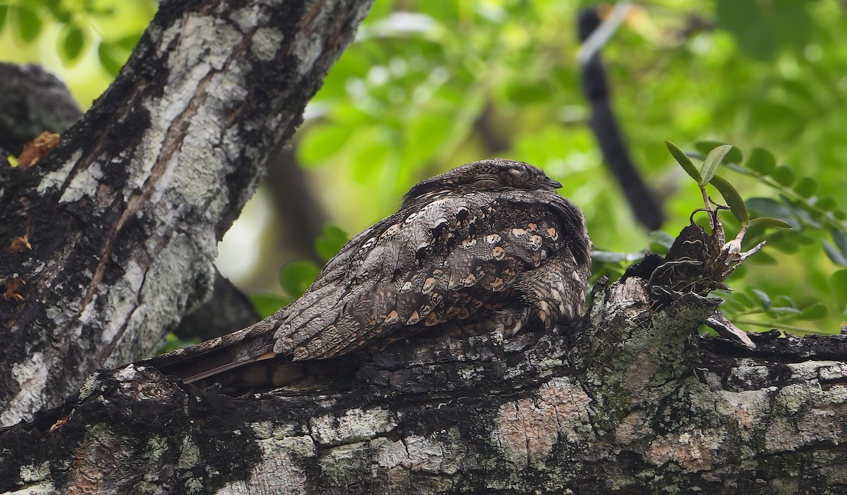 Gray Nightjar - ML642492160