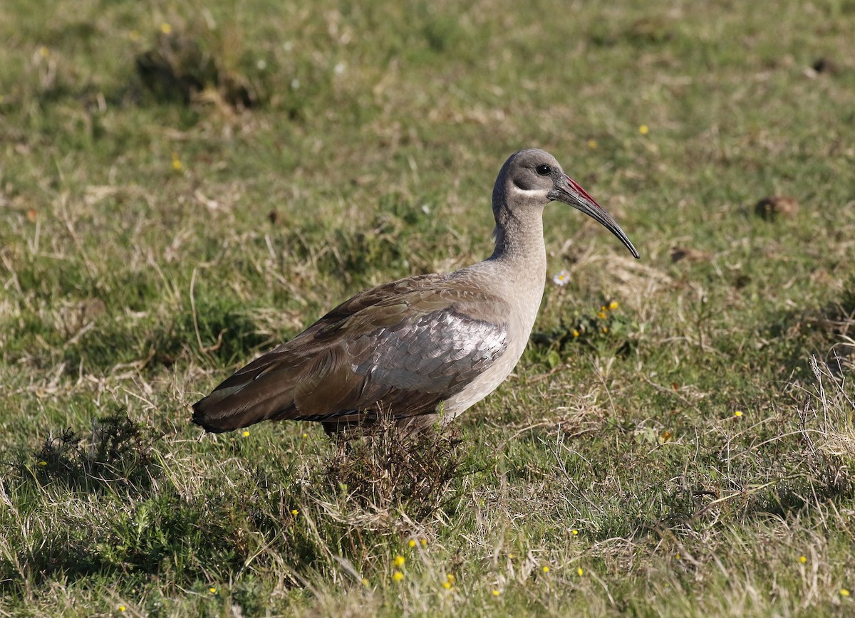 Hadada Ibis - ML642492176