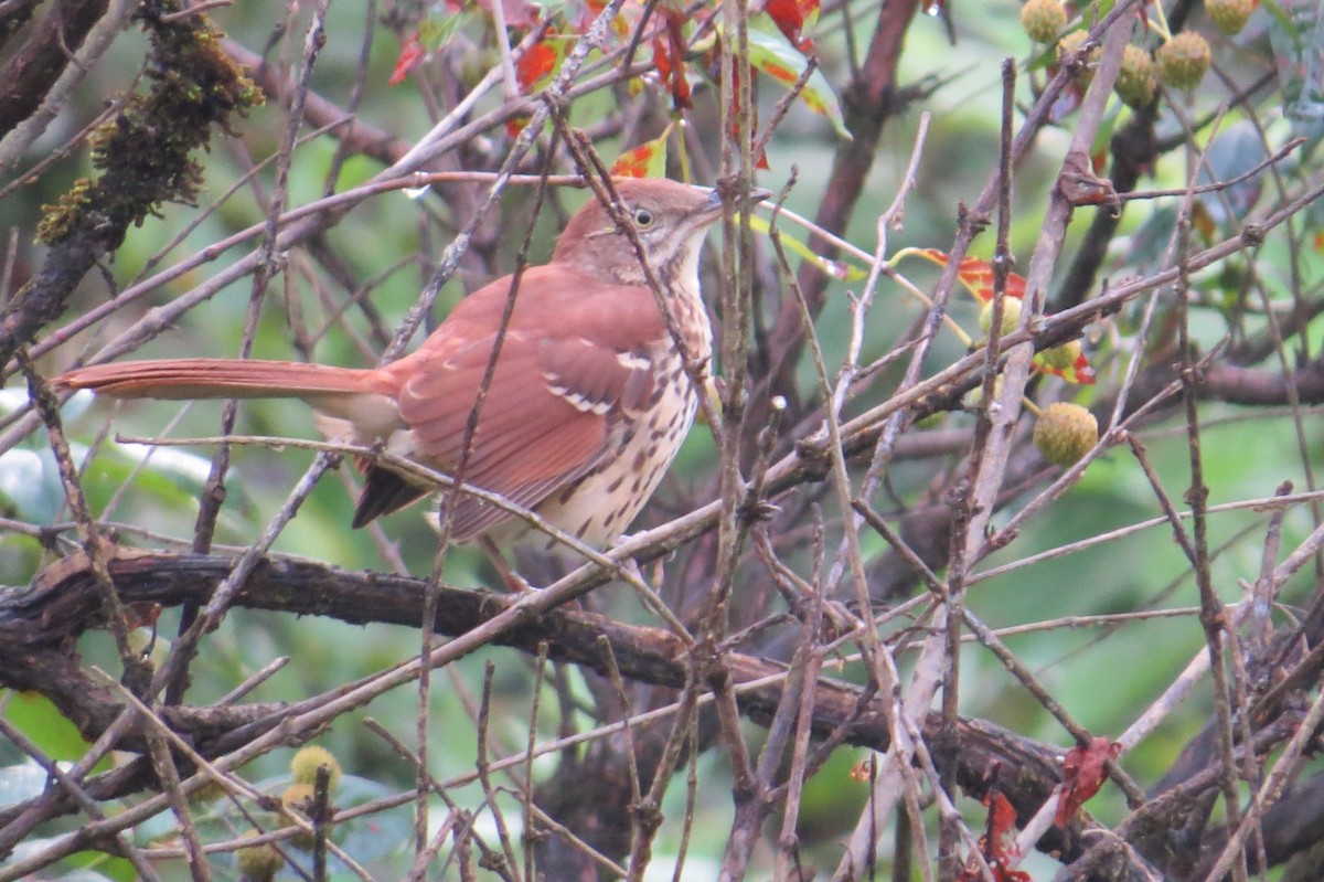 Brown Thrasher - ML642492203