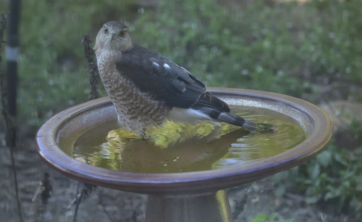 Cooper's Hawk - ML642492237