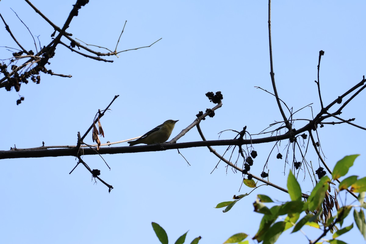 Bay-breasted Warbler - ML642492258