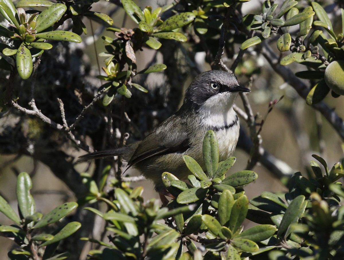 Bar-throated Apalis - ML642492263