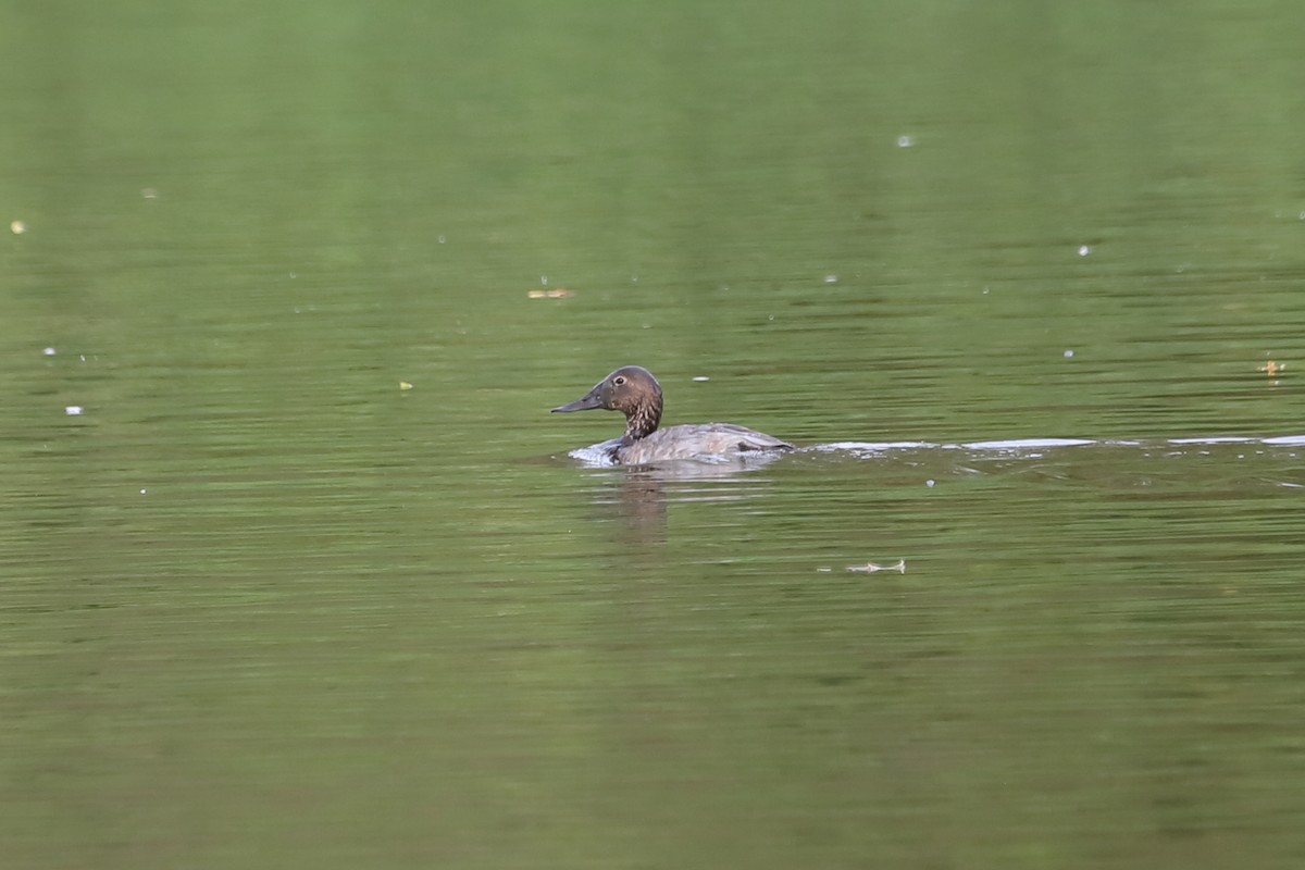 Canvasback - ML642492264