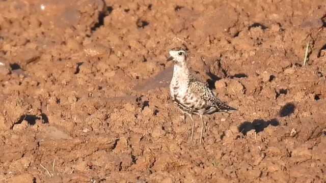 American Golden-Plover - ML642492279