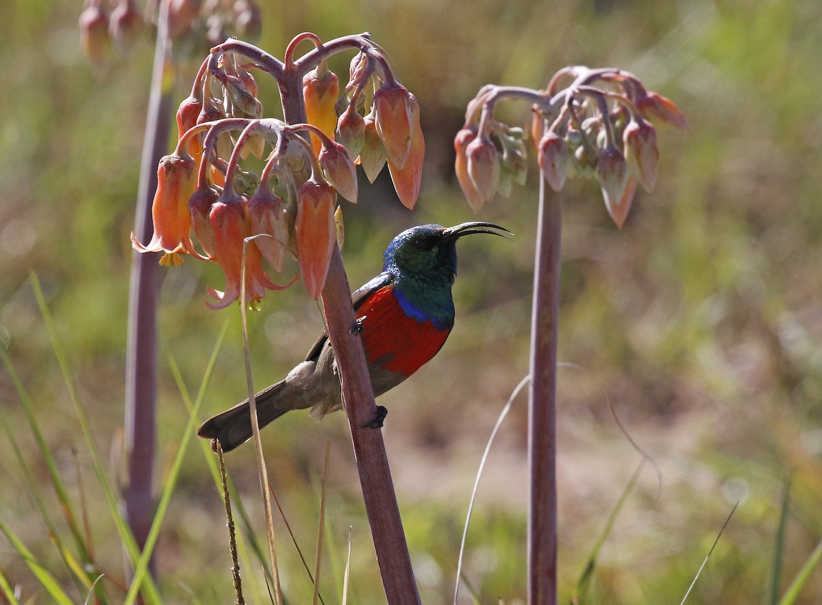 Greater Double-collared Sunbird - ML642492290