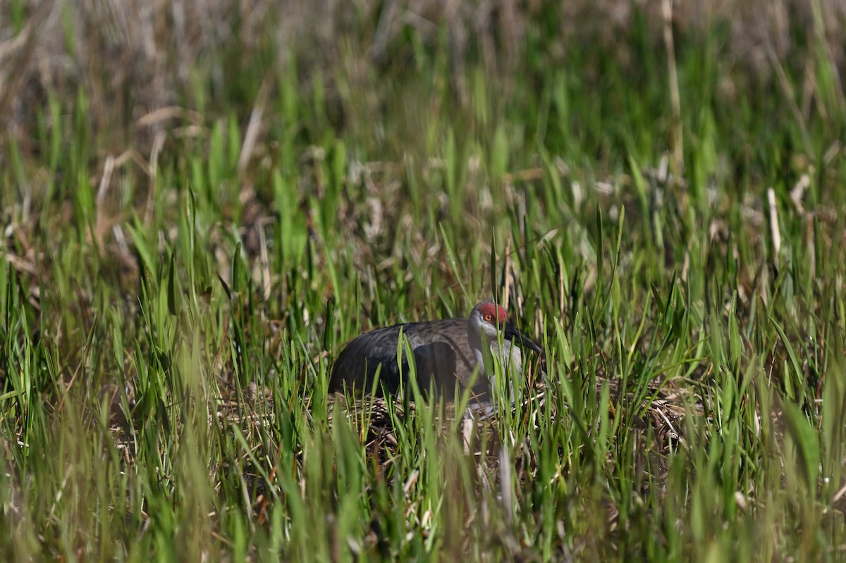 Sandhill Crane - ML642492294