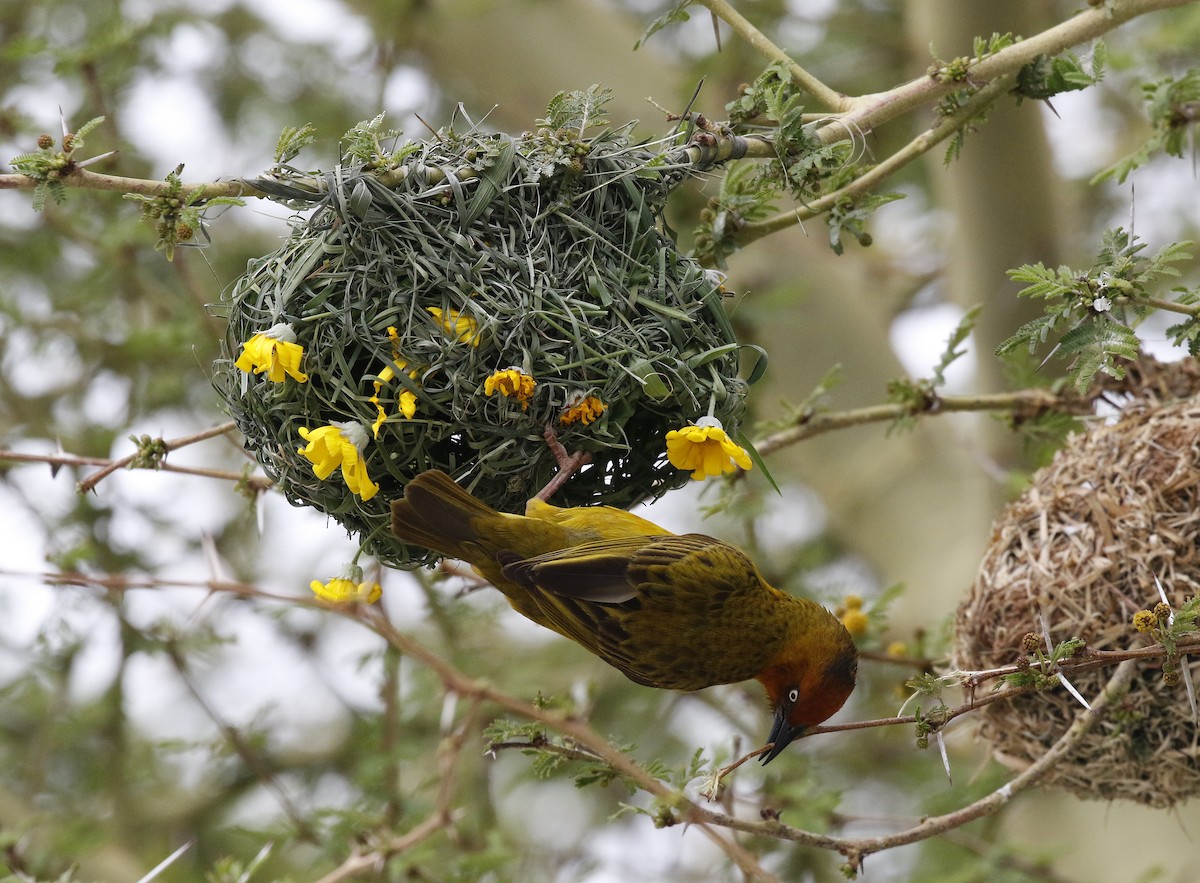 Cape Weaver - ML642492300
