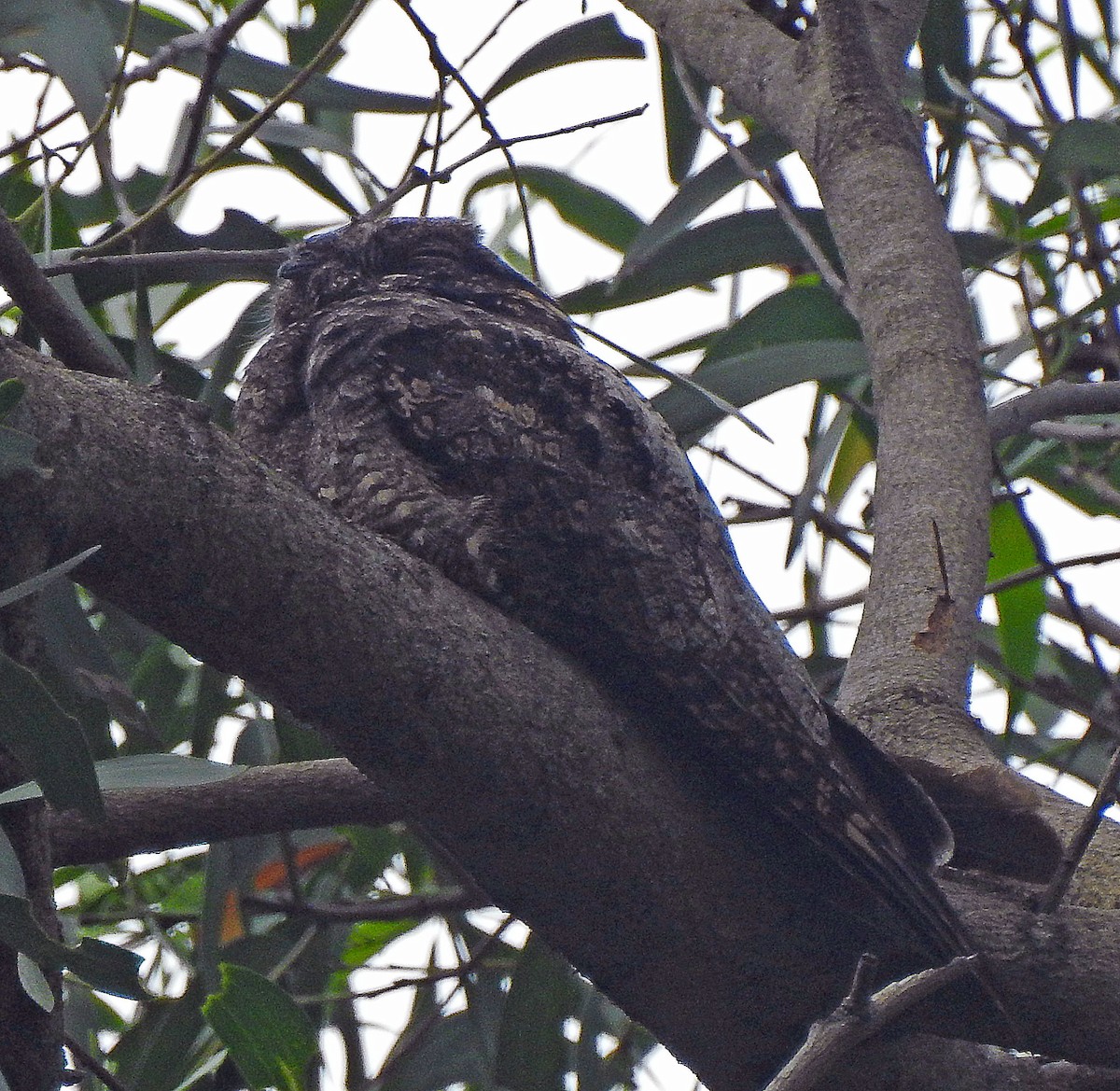 Gray Nightjar - ML642492317