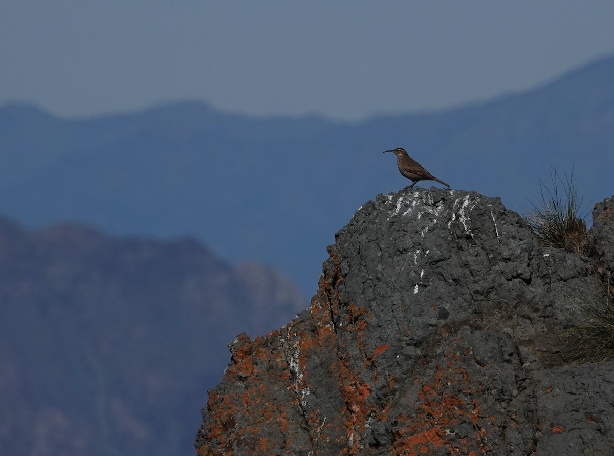 Scale-throated Earthcreeper - ML642492318