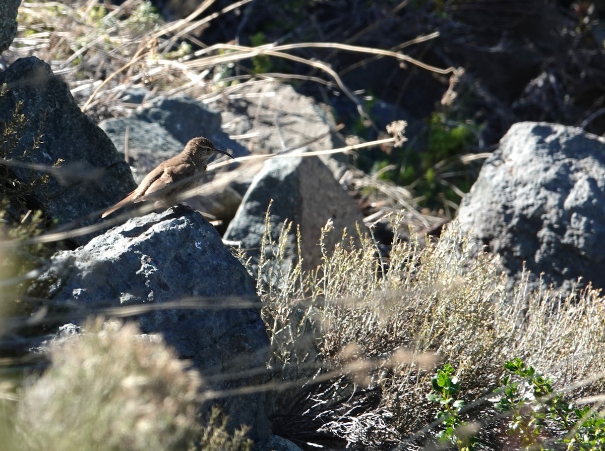 Scale-throated Earthcreeper - ML642492319