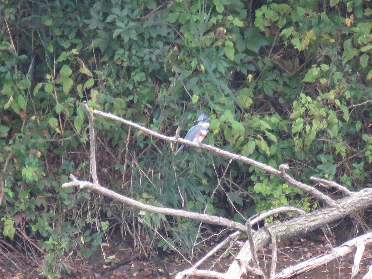 Belted Kingfisher - ML642492324
