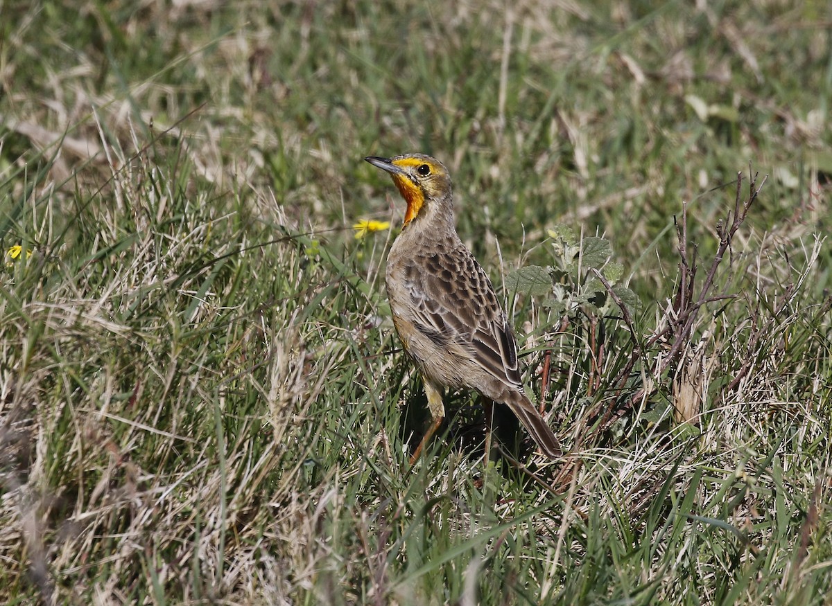 Orange-throated Longclaw - ML642492325