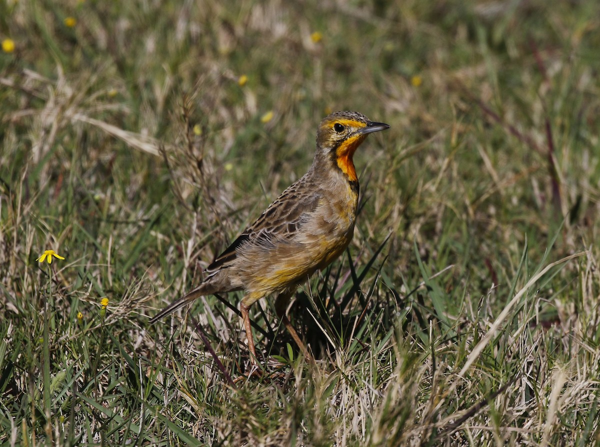 Orange-throated Longclaw - ML642492331
