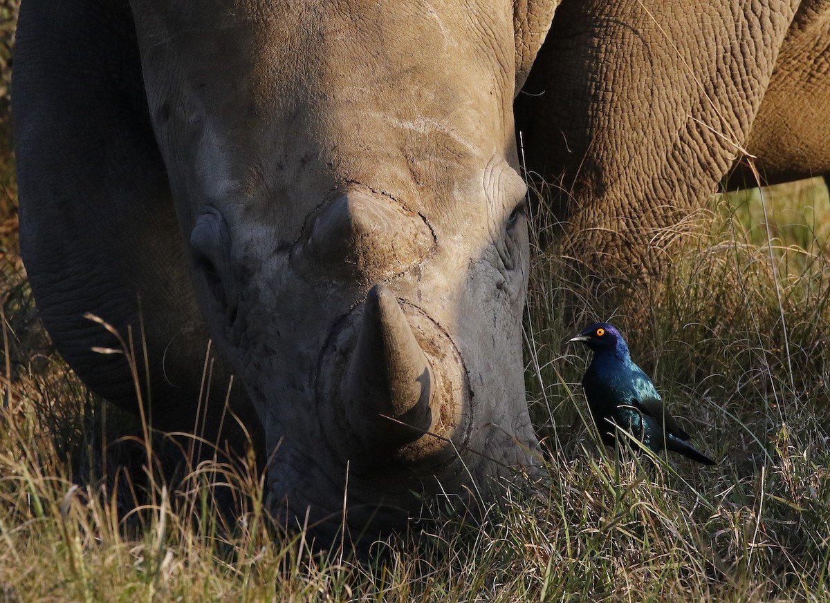 Cape Starling - ML642492338