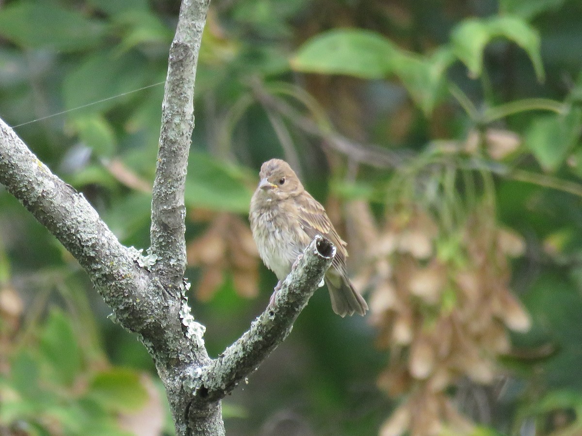 Indigo Bunting - ML642492348