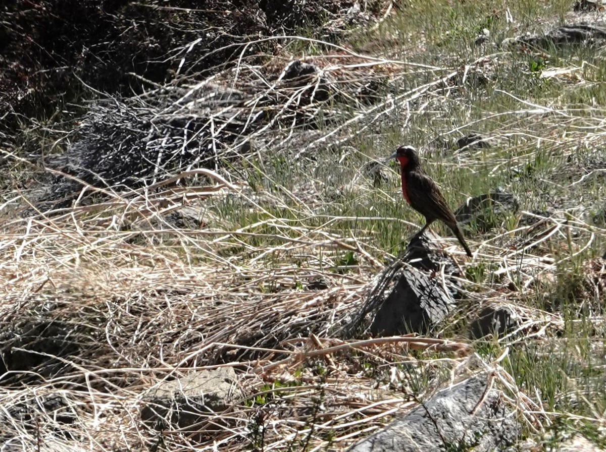 Long-tailed Meadowlark - ML642492369