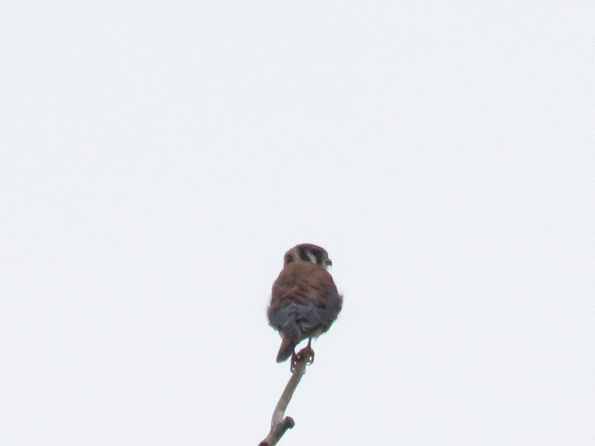 American Kestrel - ML642492409
