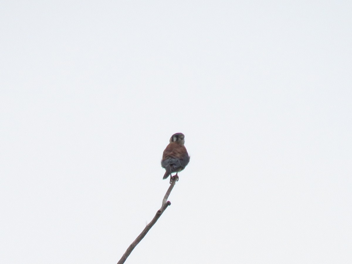 American Kestrel - ML642492410