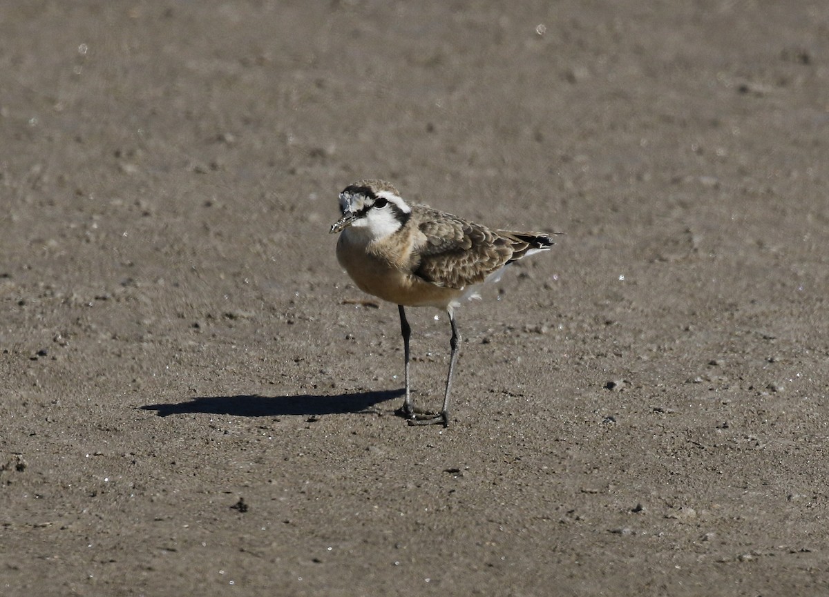 Kittlitz's Plover - ML642492425