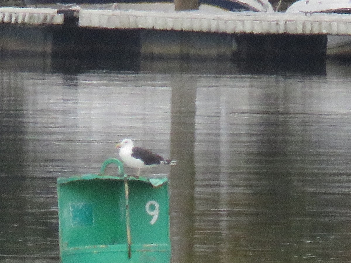 Great Black-backed Gull - ML642492427