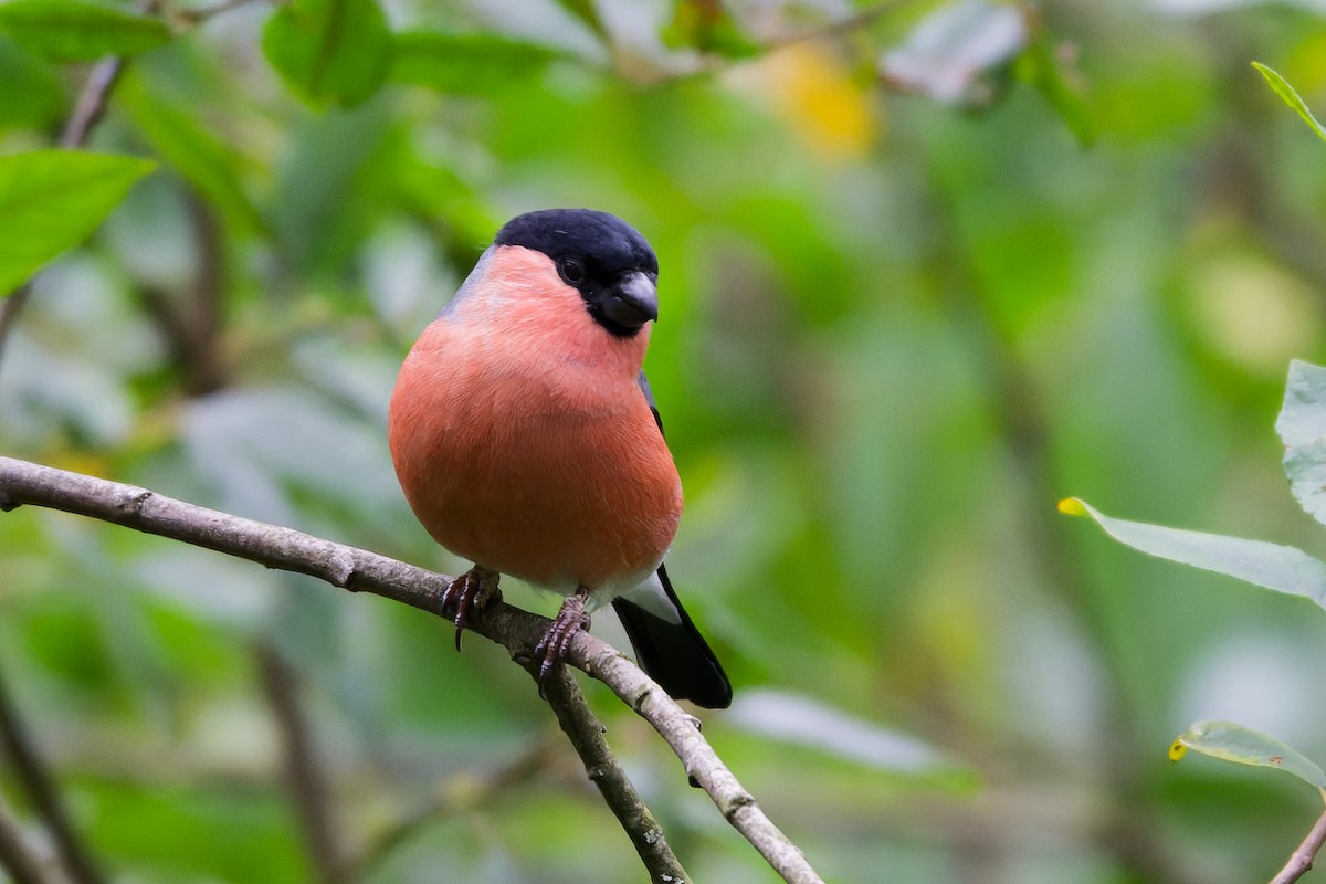 Eurasian Bullfinch - ML642492432