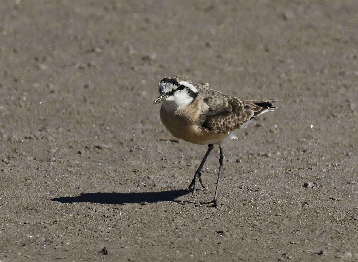 Kittlitz's Plover - ML642492447