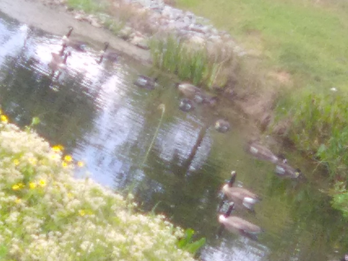 Canada Goose - ML642492477