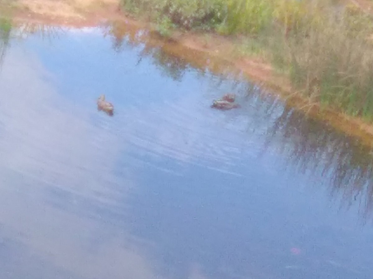 Basahatea - ML642492486