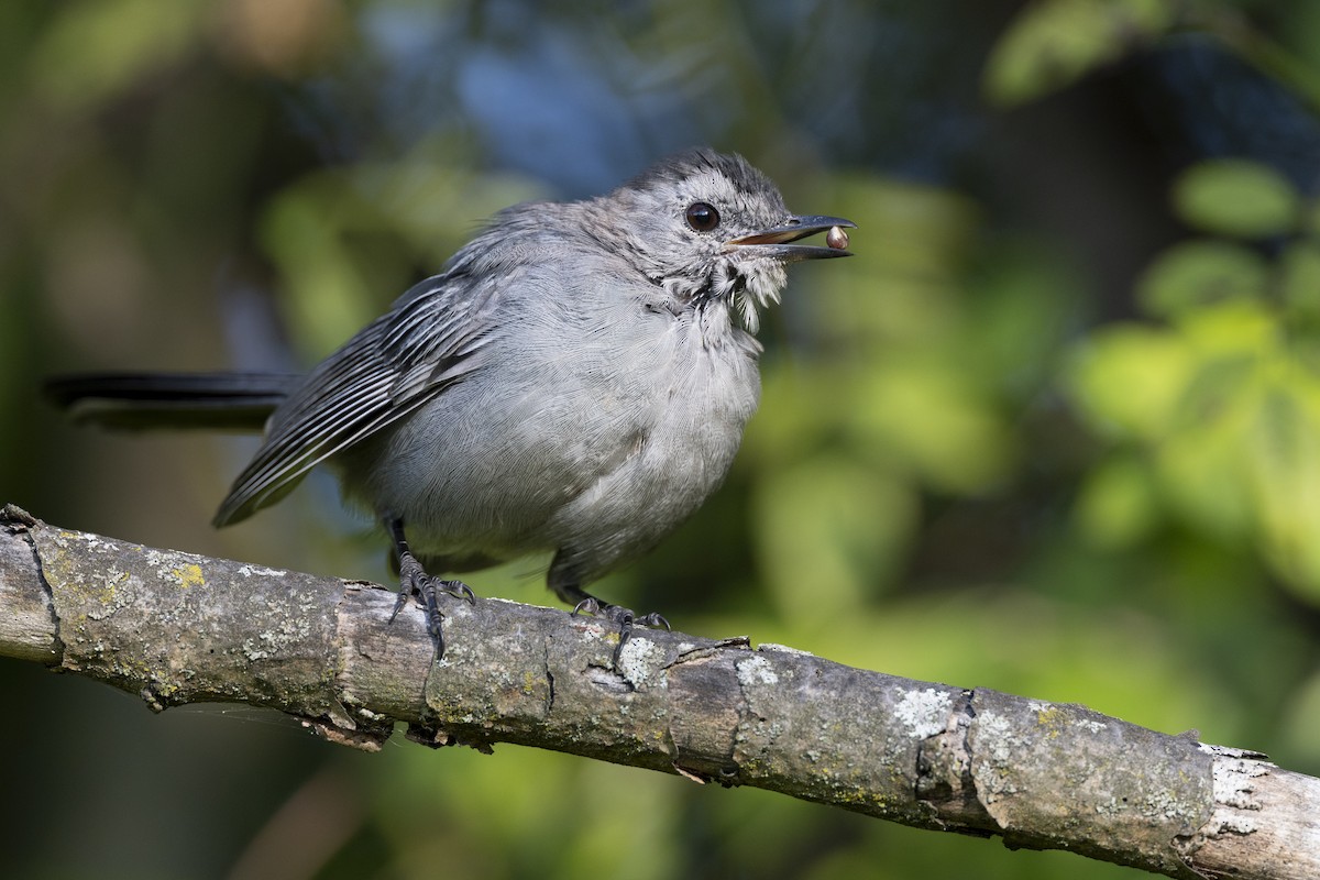 Gray Catbird - ML642492500