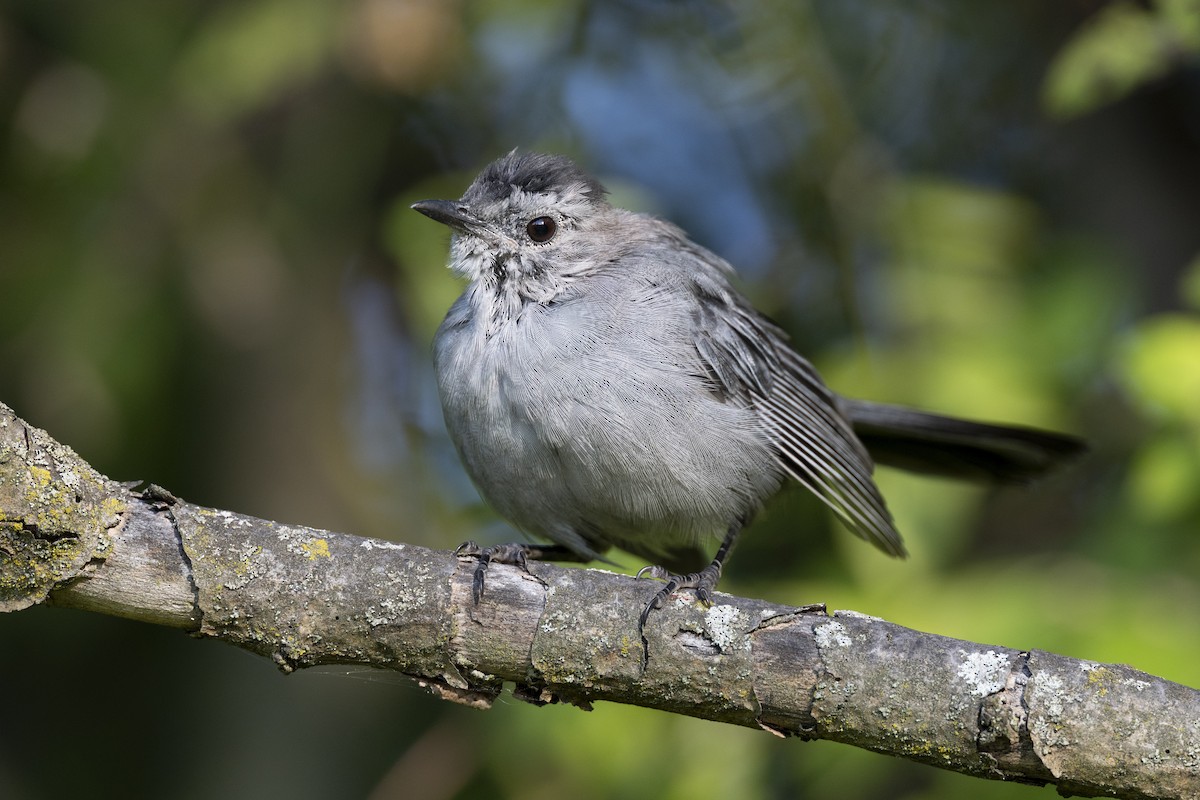 Gray Catbird - ML642492501