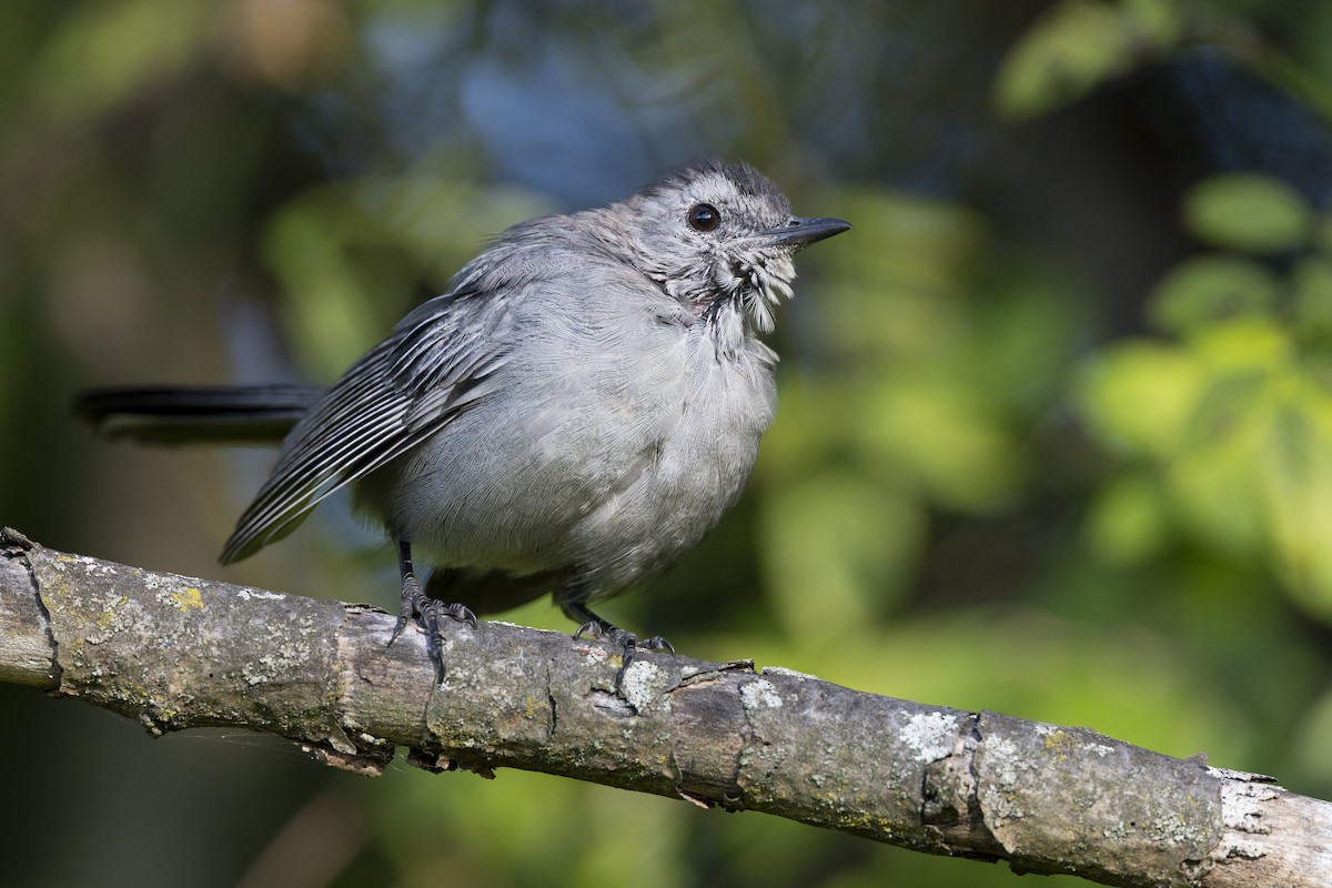 Gray Catbird - ML642492502