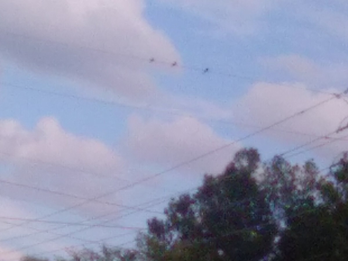 Zenaida arrunta - ML642492506