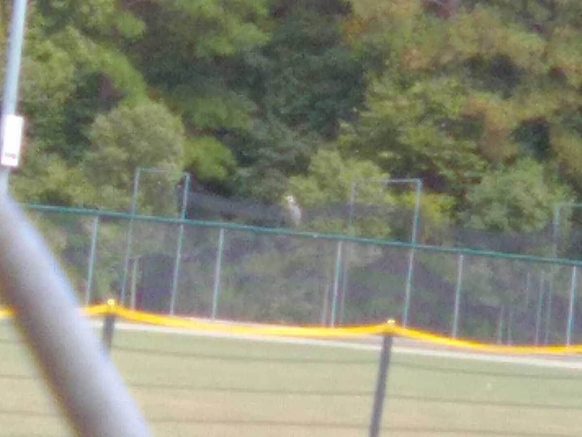 Koartza hauskara amerikarra - ML642492533