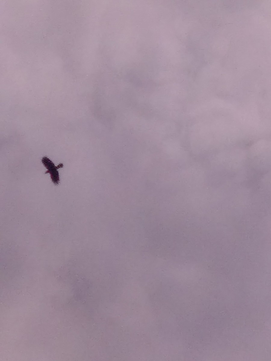 American Crow - ML642492545