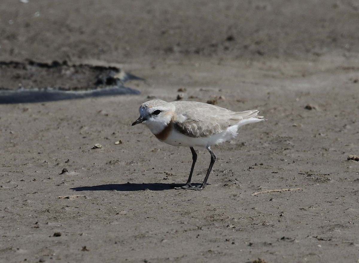 Chestnut-banded Plover - ML642492551