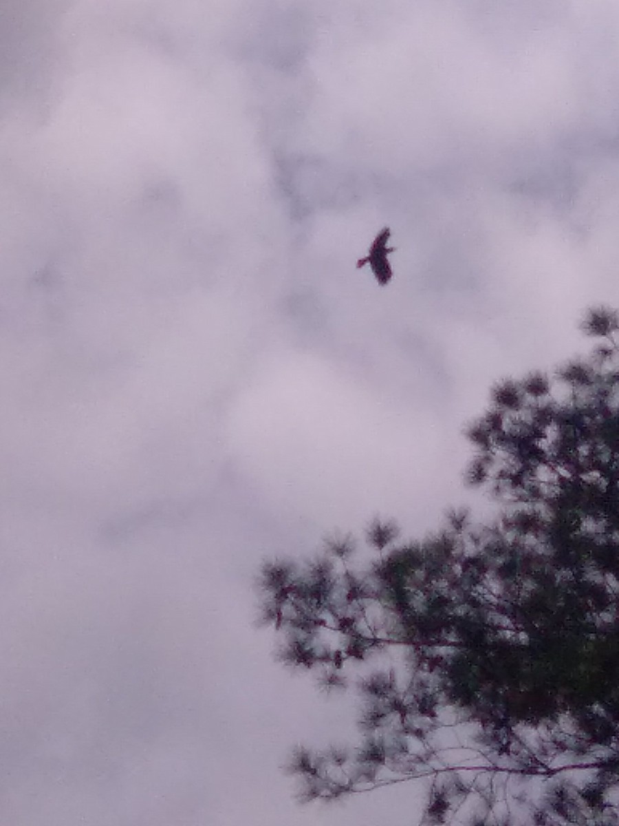 American Crow - ML642492552