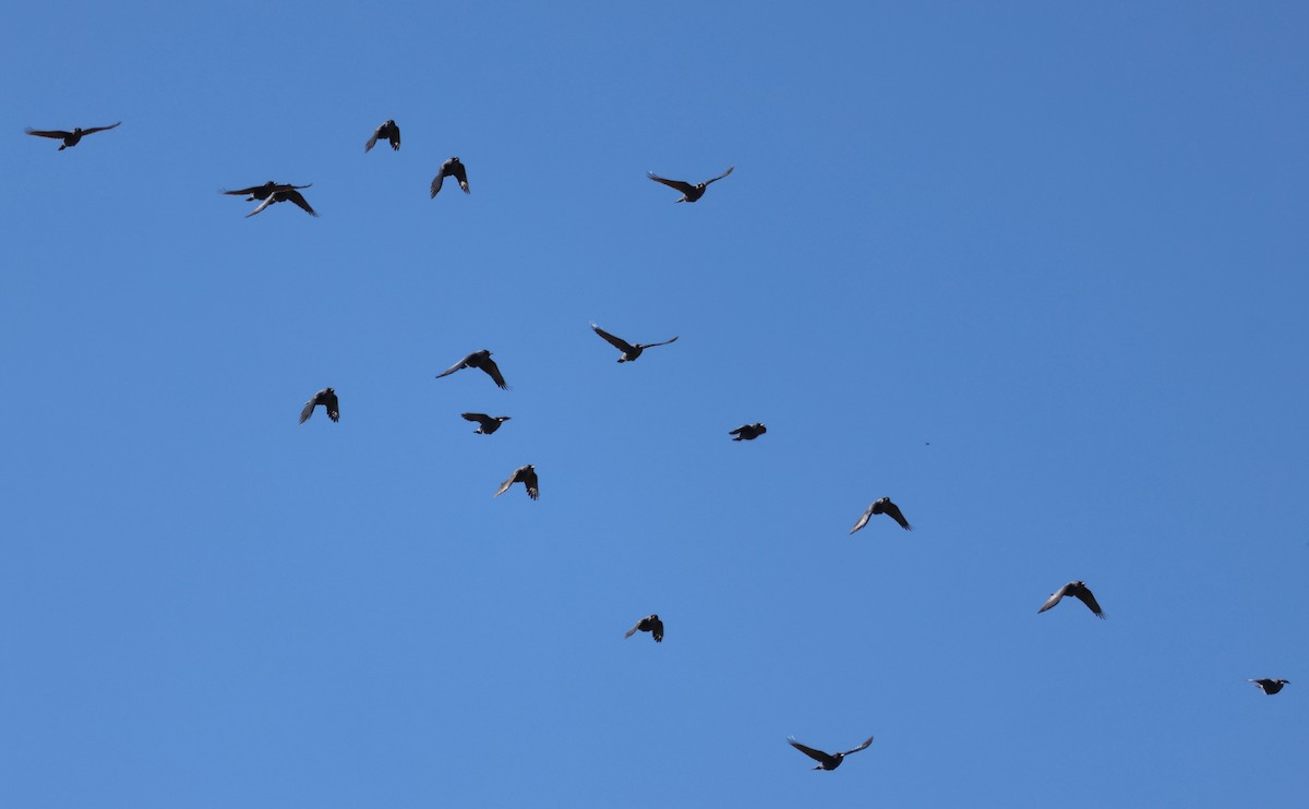 Pinyon Jay - ML642492607