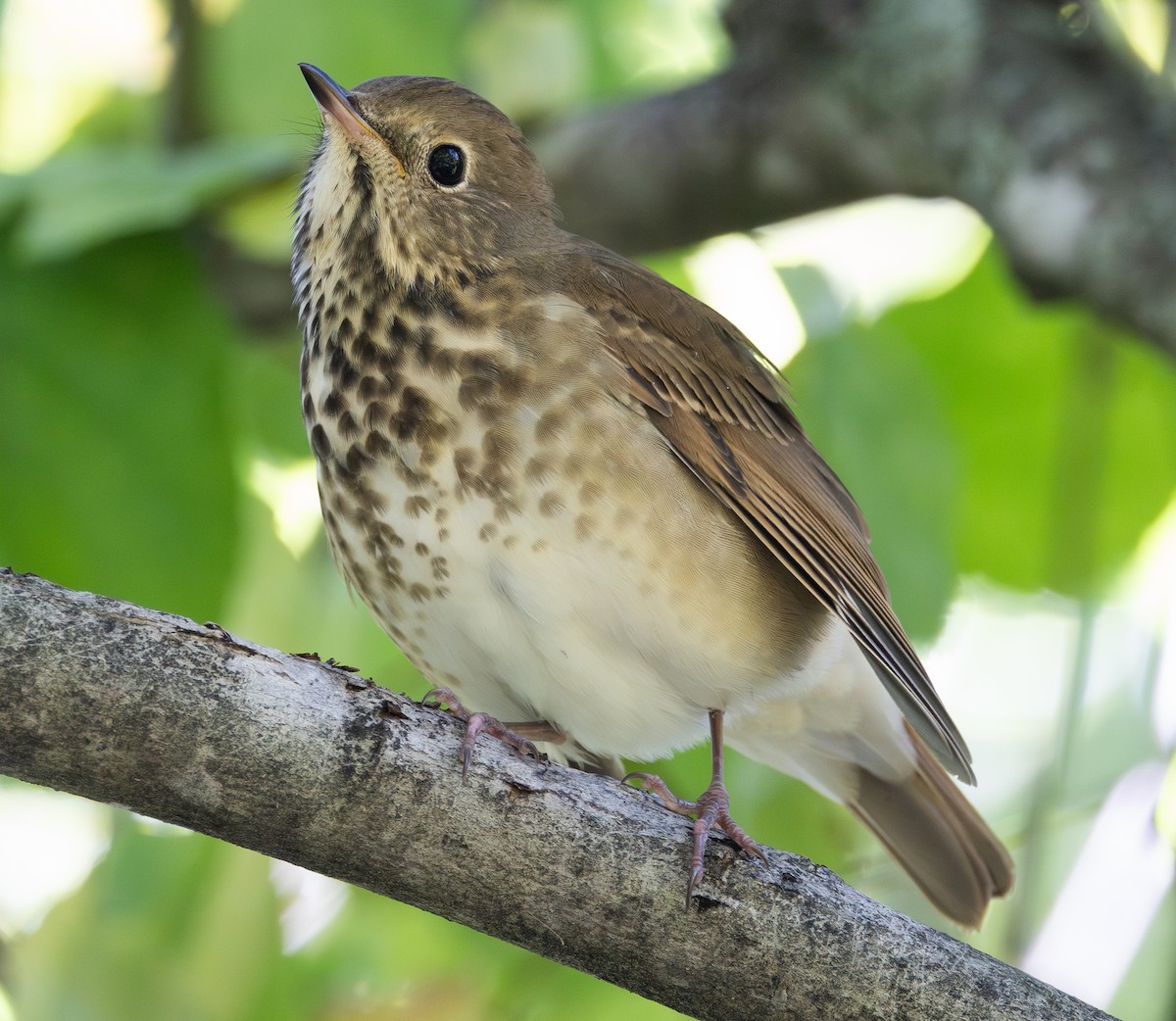 Hermit Thrush - ML642492643