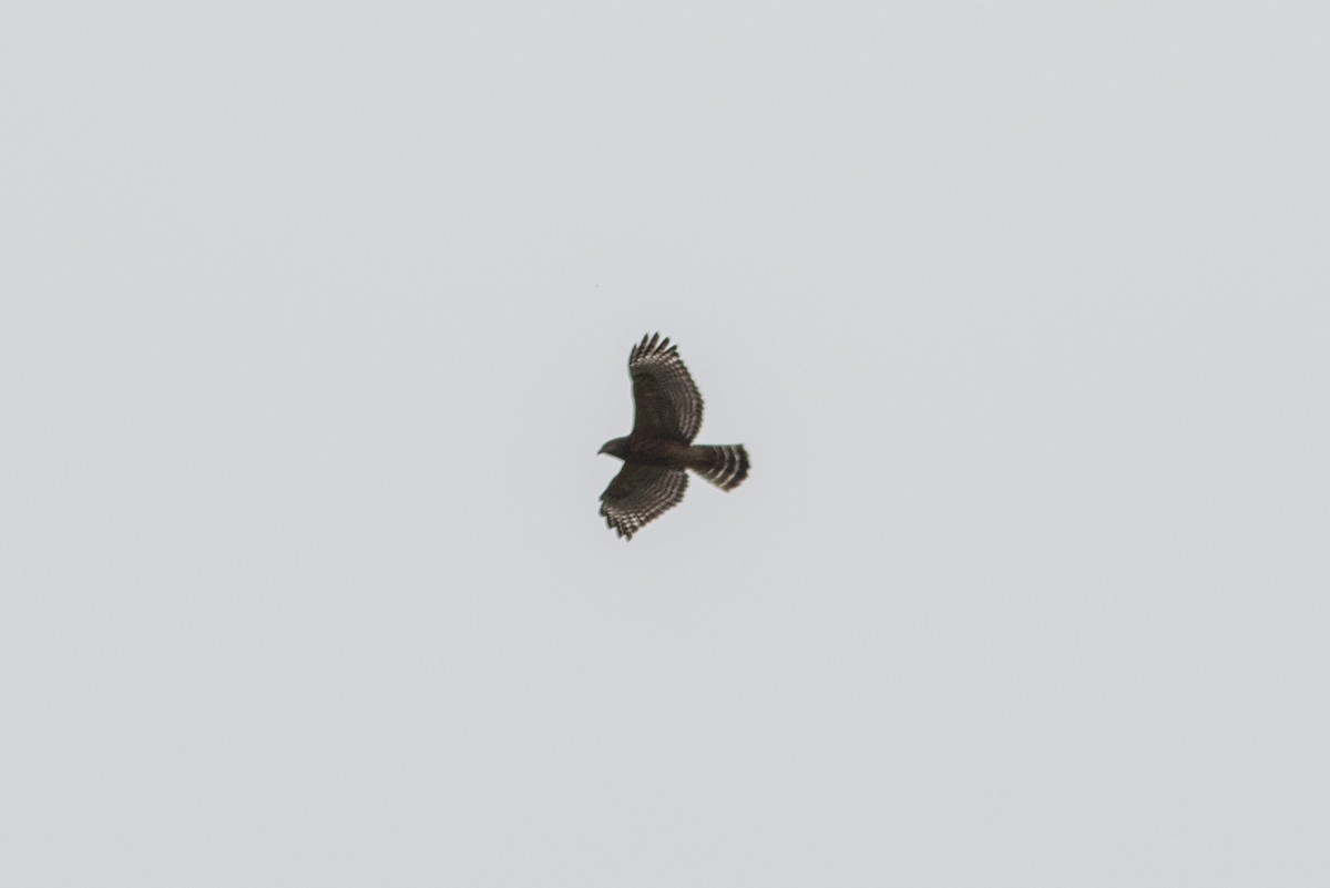 Red-shouldered Hawk - ML642492692