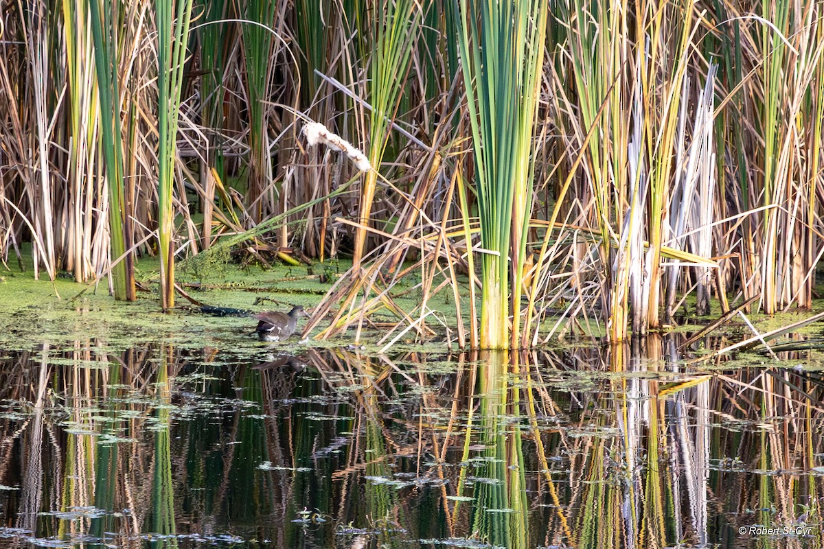 Common Gallinule - ML642492694