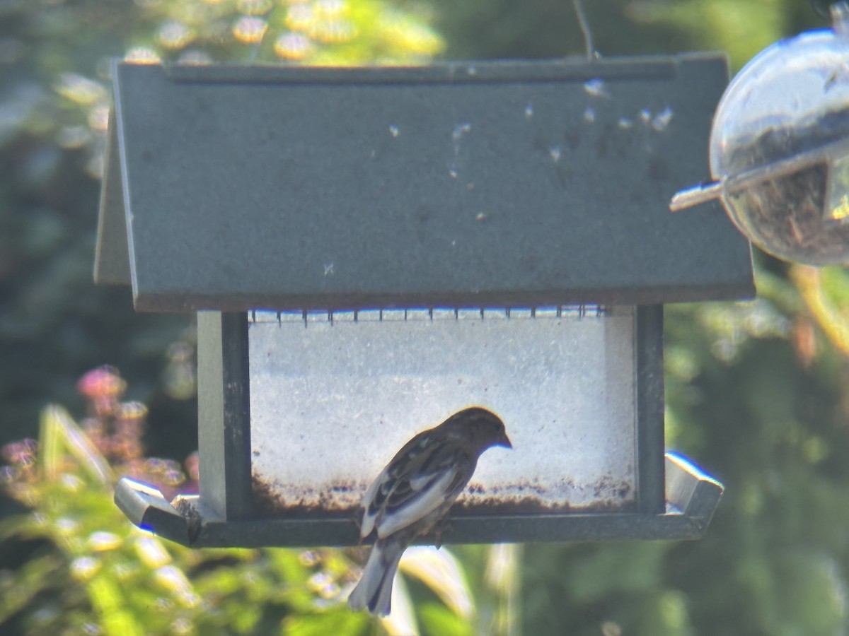 House Sparrow - ML642492701