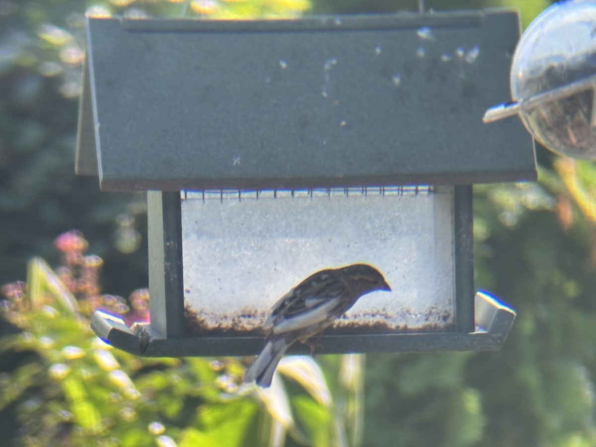 House Sparrow - ML642492702