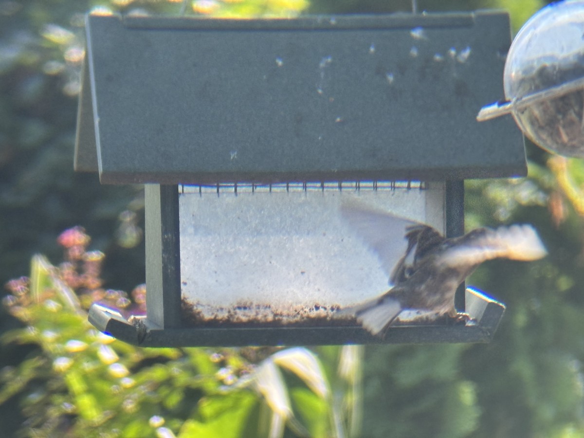 House Sparrow - ML642492703